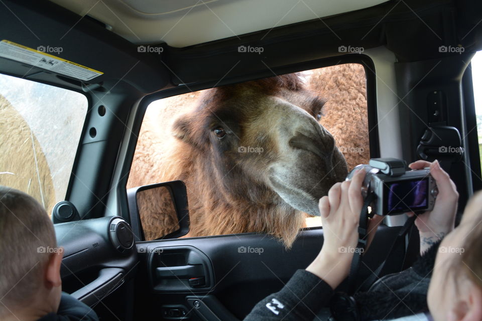 Taking a picture of the camel when he sticks his head in the jeep window on the drive through safari 