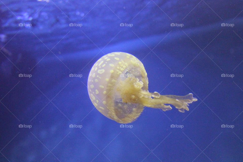 jellyfish. jellyfish