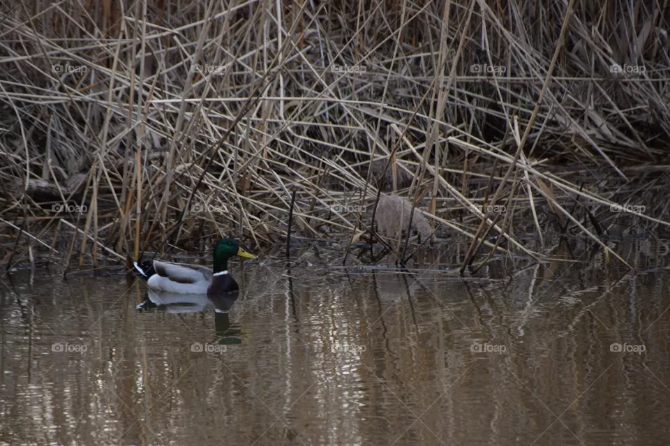 Swimming mallard duck
