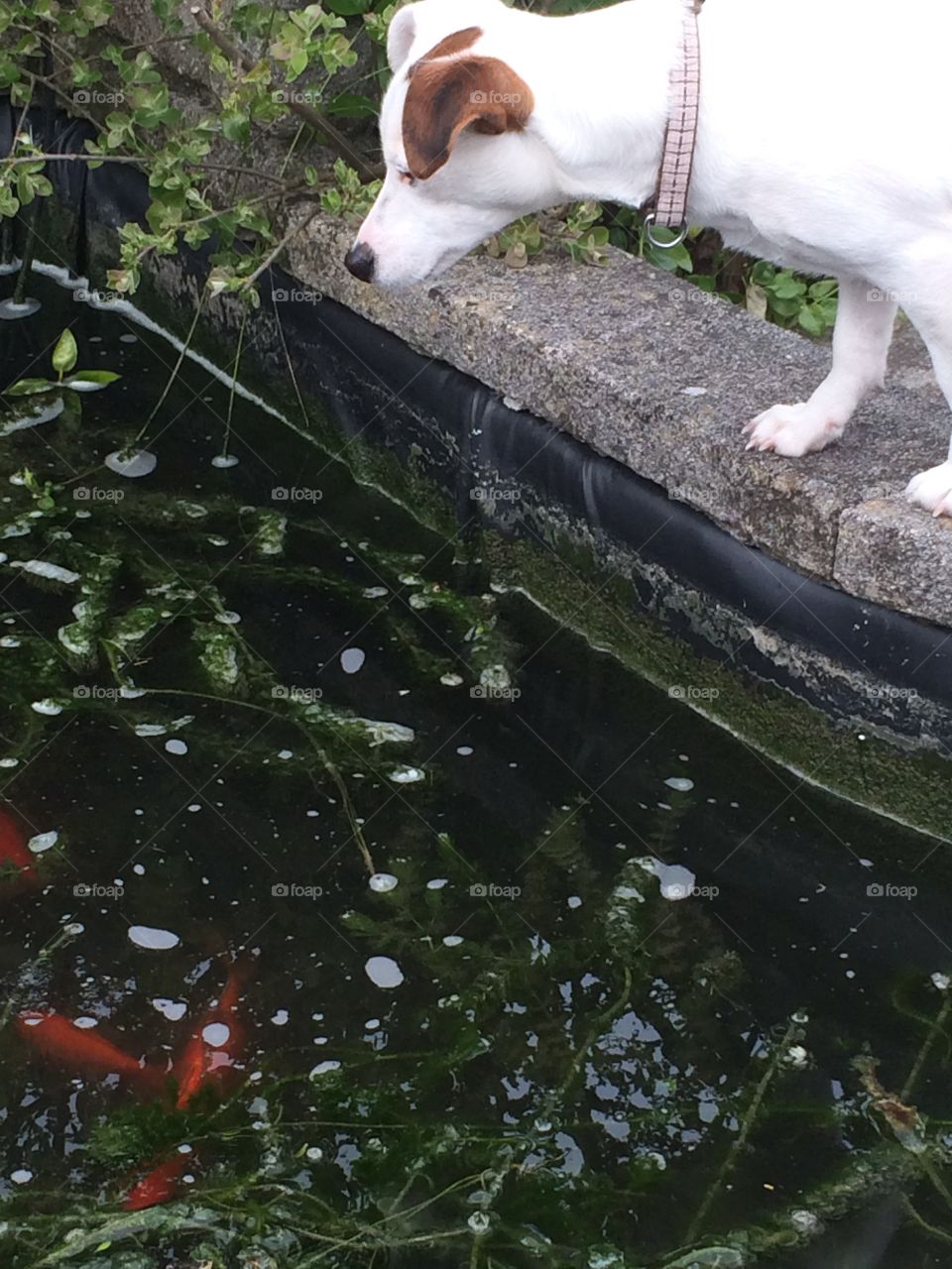 Dog meet goldfish 
