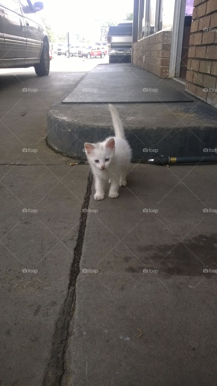white cat found at mechanic shop