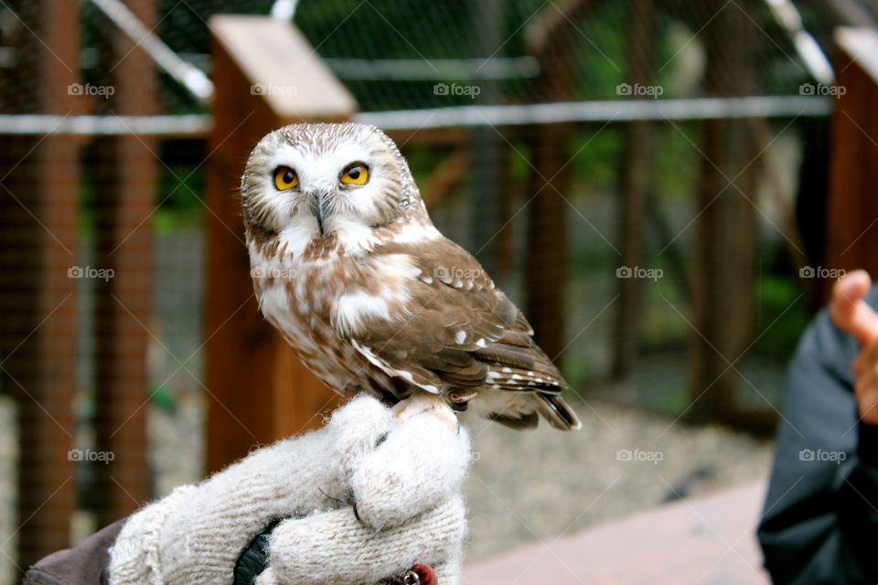 Tootsie the Owl. Full grown and rehabbing 