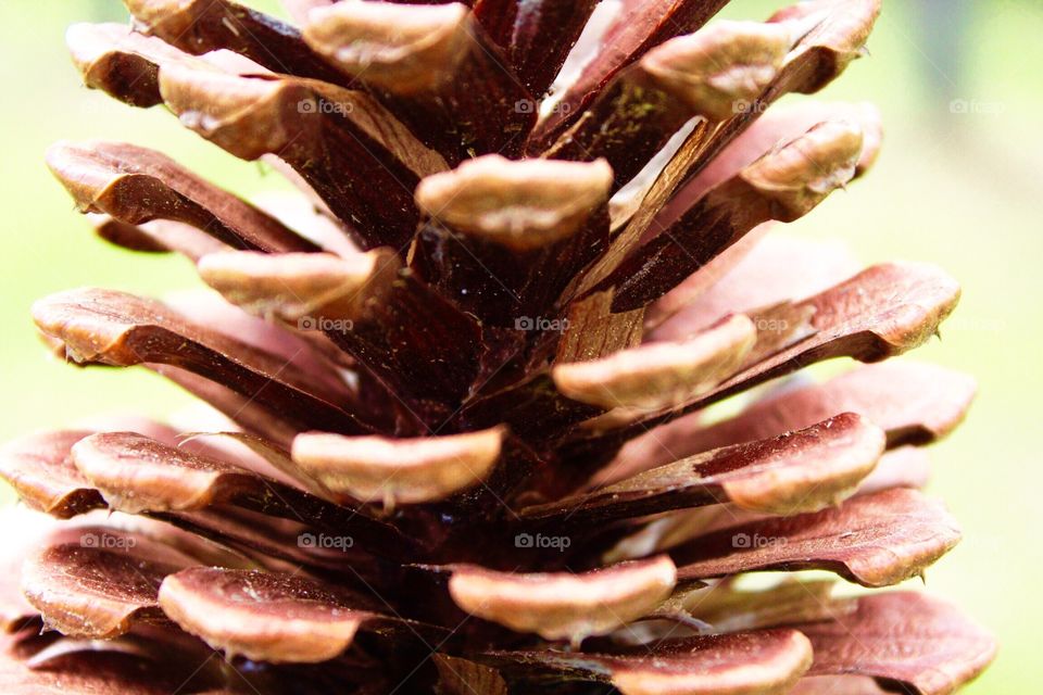 Pine cone