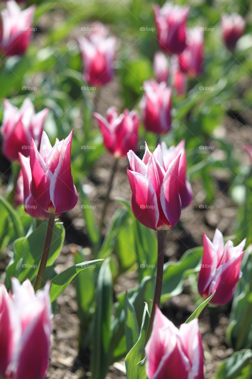 Tiptoe through the Tulips