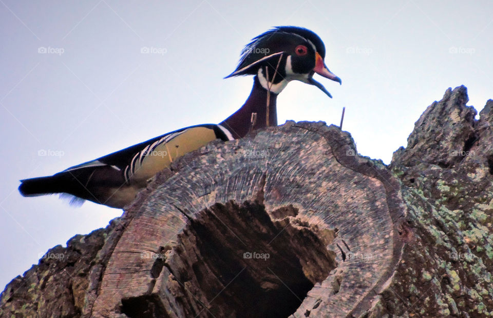 Colorful wood duck with open beak standing over tall hollowed tree on early morning light in Florida