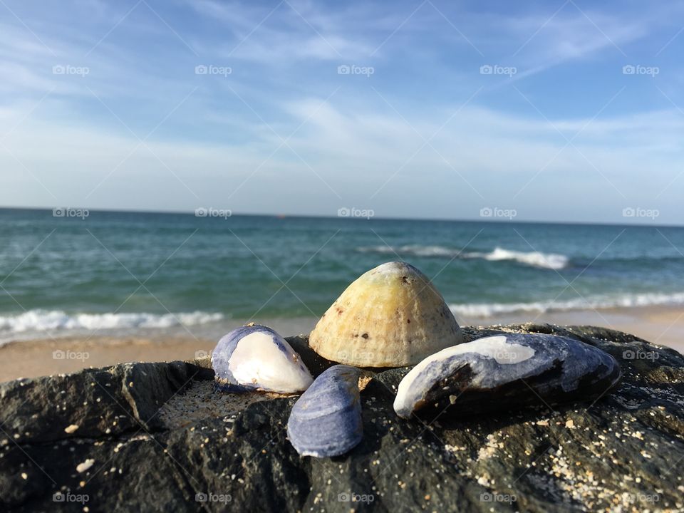 Seashells and stones on rock