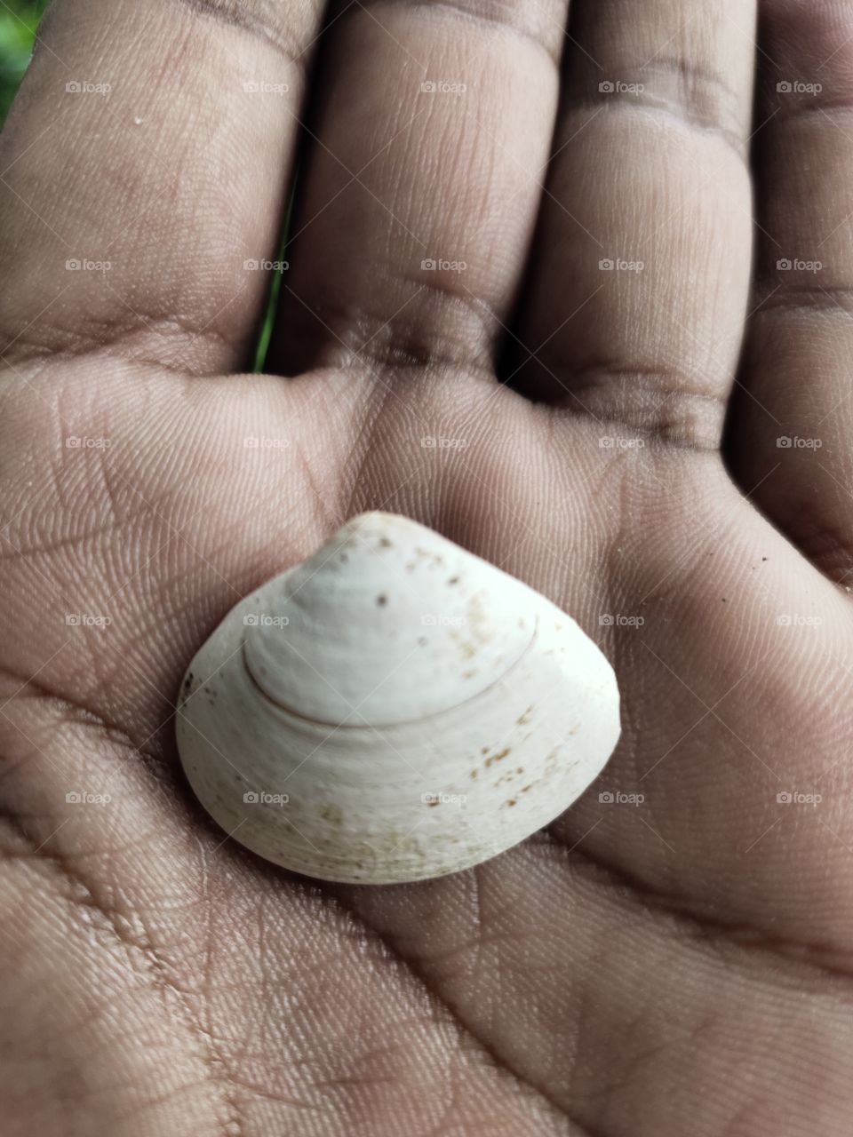 Tivela Stultorum
Shell 🐚 In Hand
Beauty of Nature
Ocean Fauna