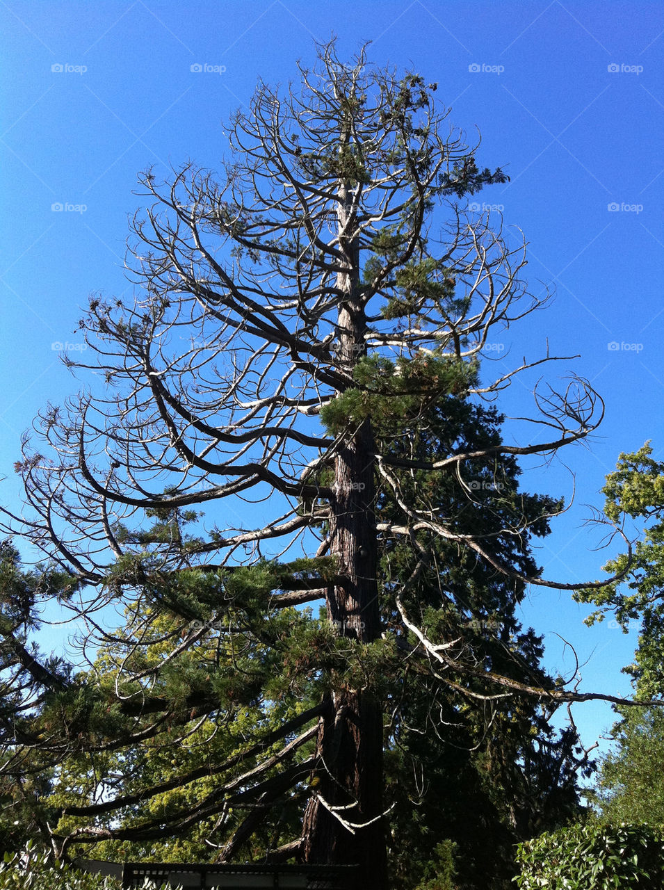 sky blue wood tree by jeanello