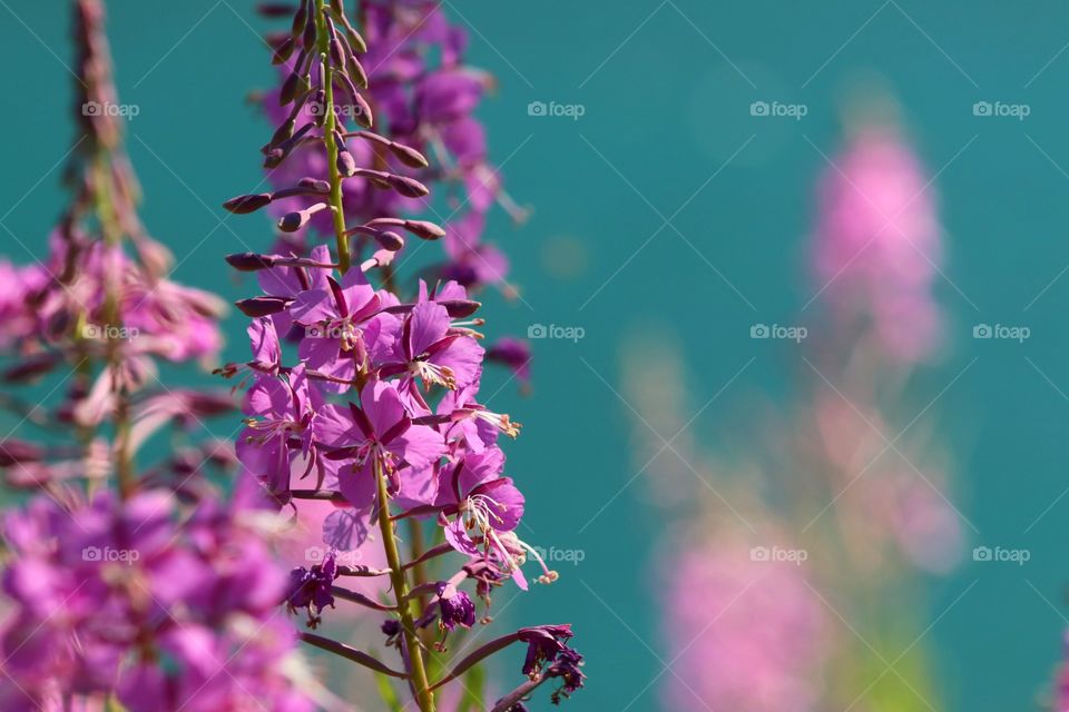 Pink Flowers