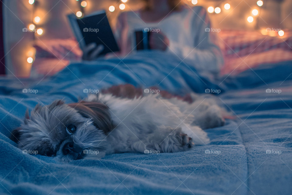 Cute shihtzu dog in bed before sleep