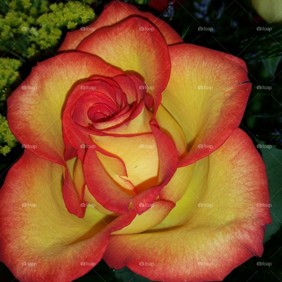 Beautiful rose
