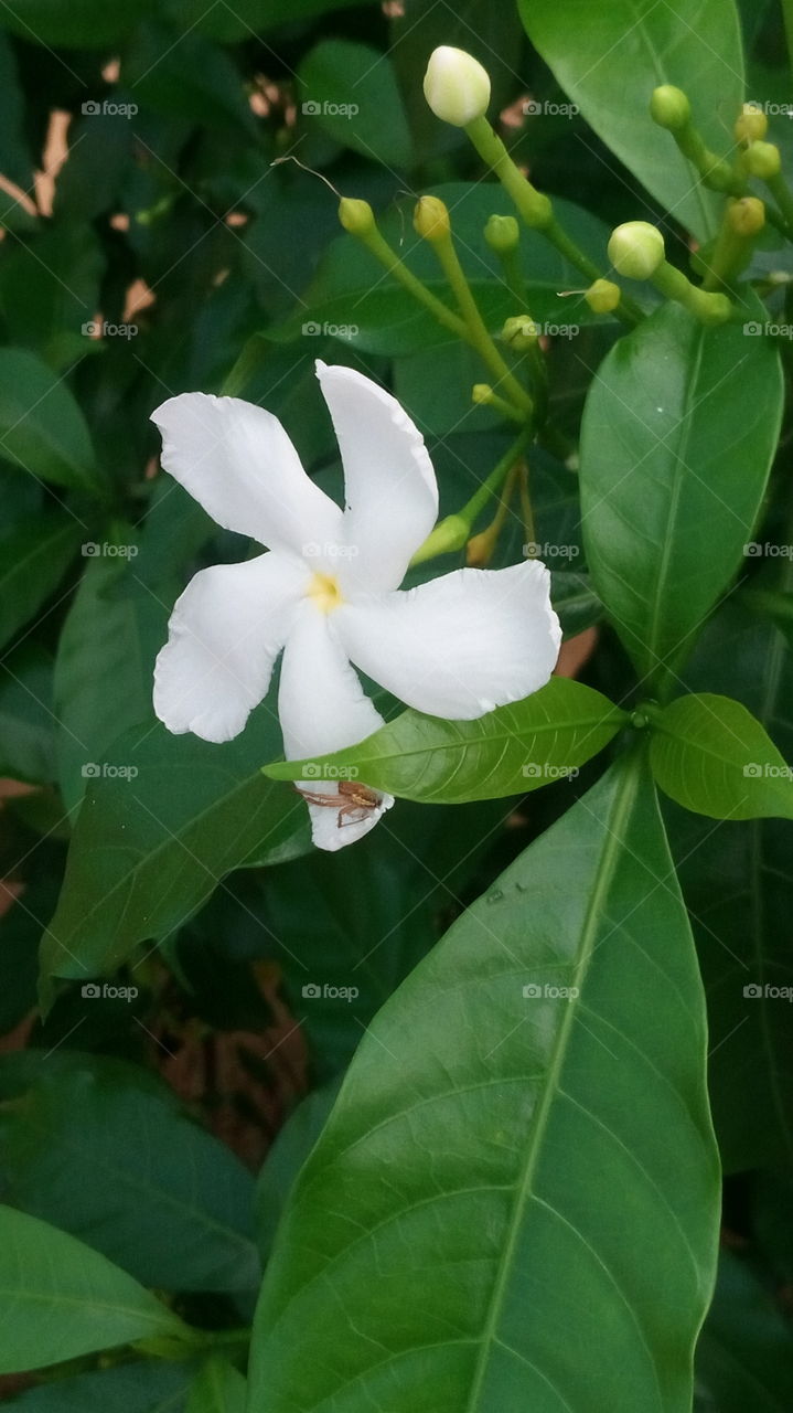 spark white flower