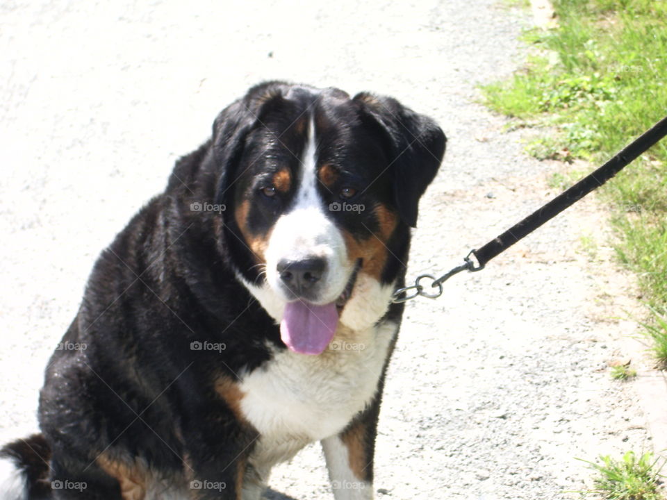 Großer Schweizer - Endlich mal Pause