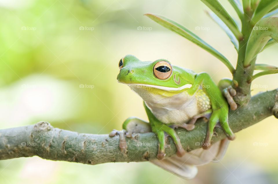 Green tree frog whitelips