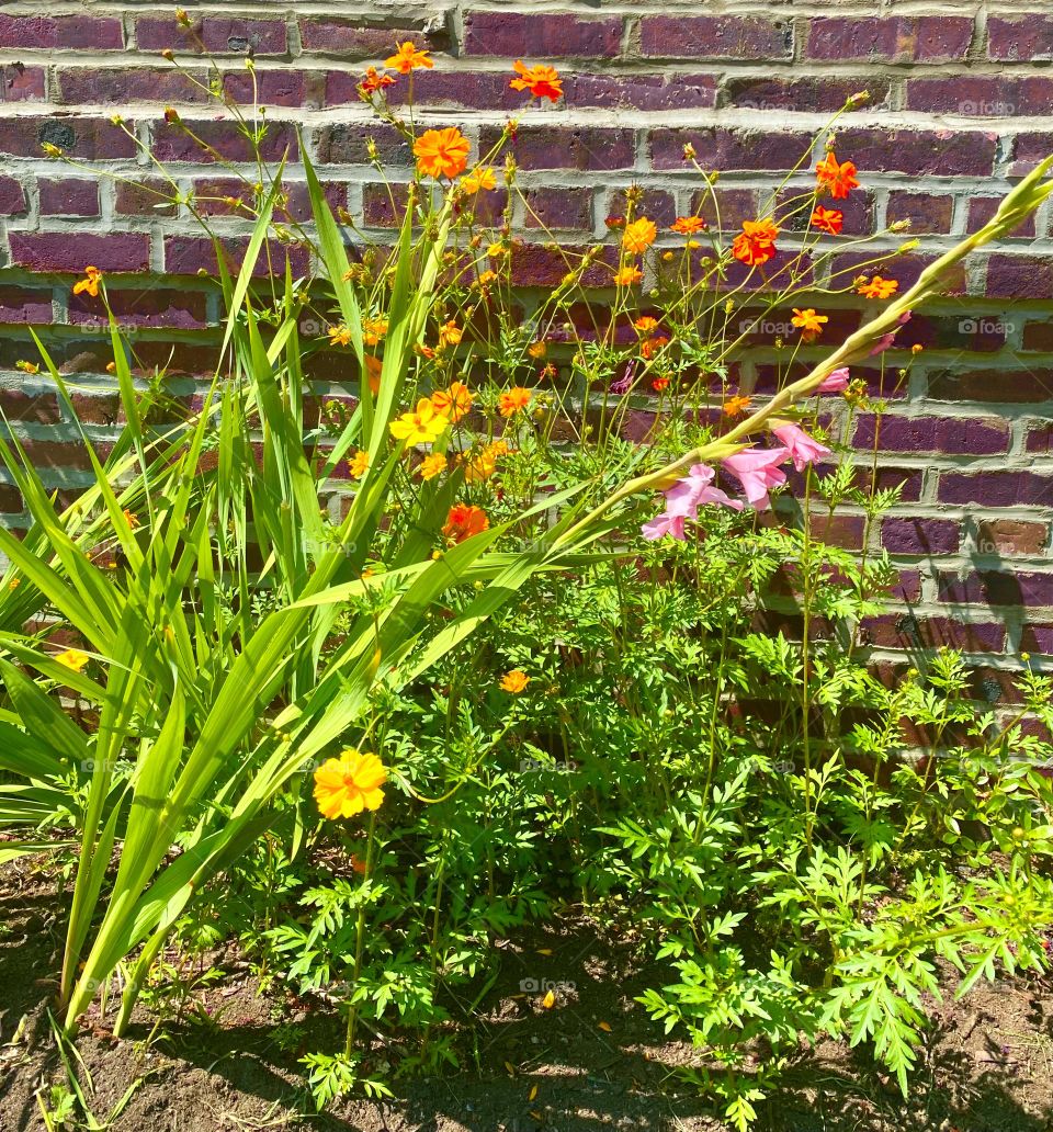 Yellow cosmos and gladiolas, Jackson Heights, Queens, NYC, June 2021
