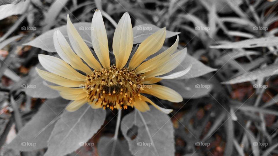 Planos de fundos suaves, pétalas cinzas, amarelo e marrom.
