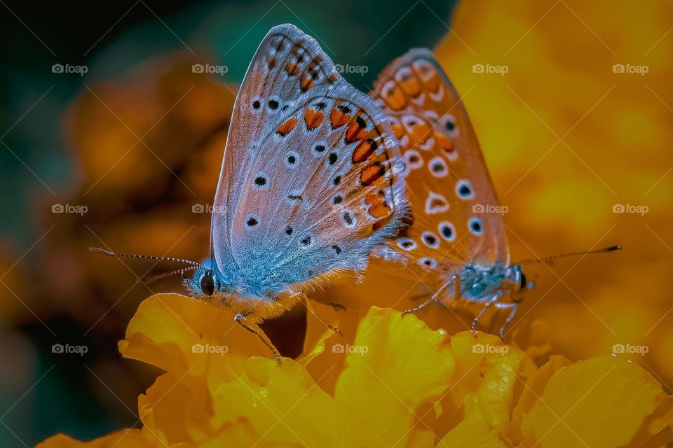A butterflies at the yellow flower