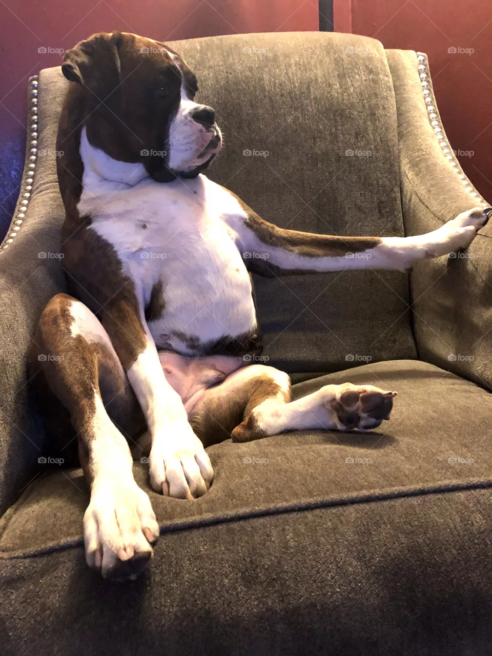 Chilled out boxer 