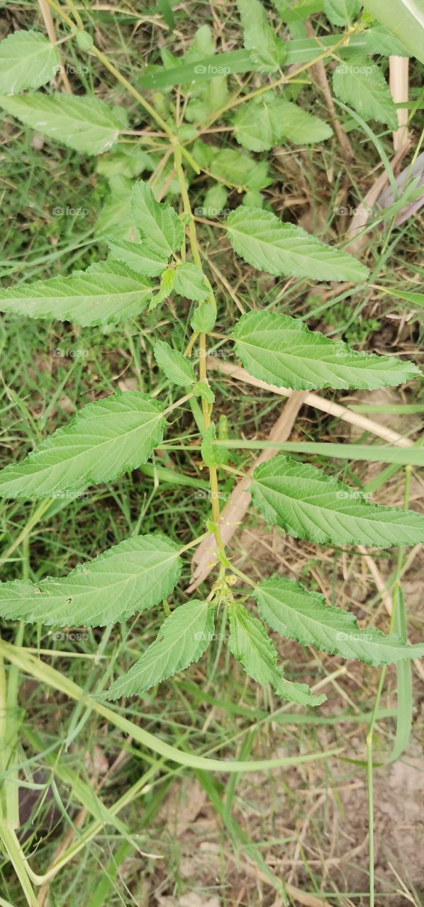 like neem tree leaves