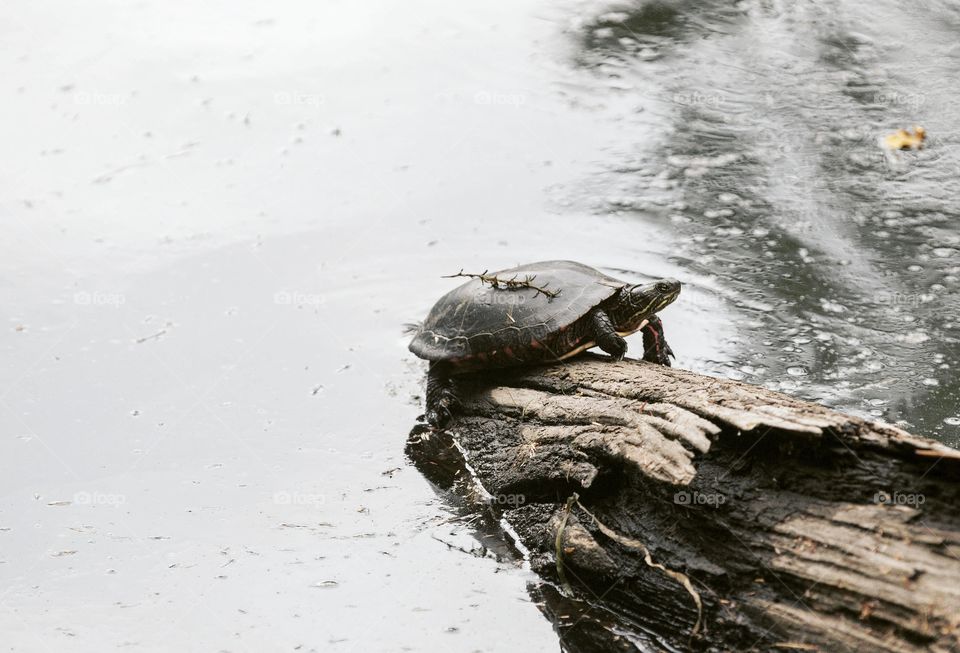 A turtle in a lake