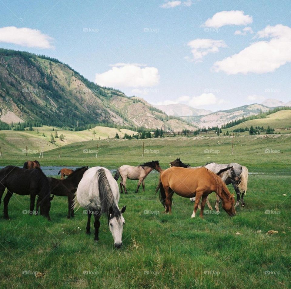 horses in the mountains