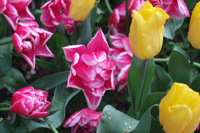 Field of tulips