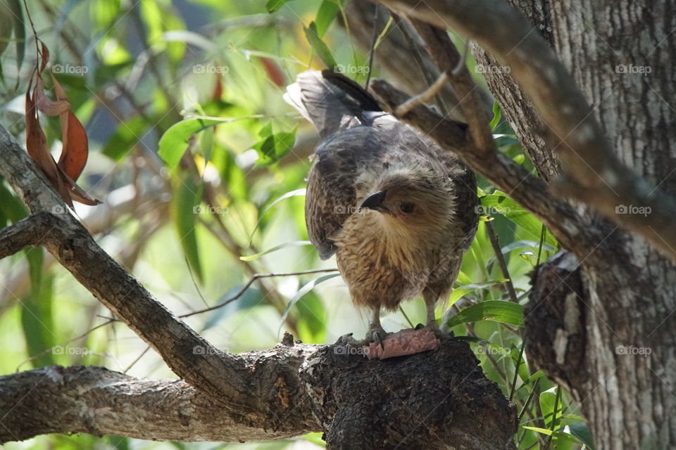 Whistling kite