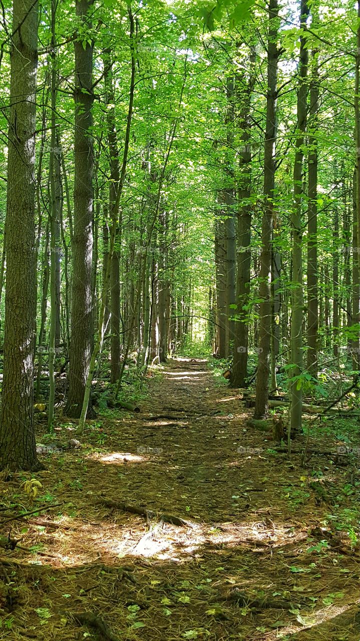 Wood, Leaf, No Person, Nature, Landscape