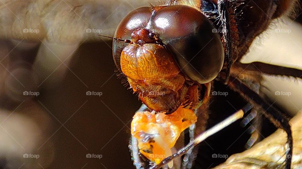 Dragonfly trying to eat an insect with its teeth, scary dragonfly, scary insects, scary