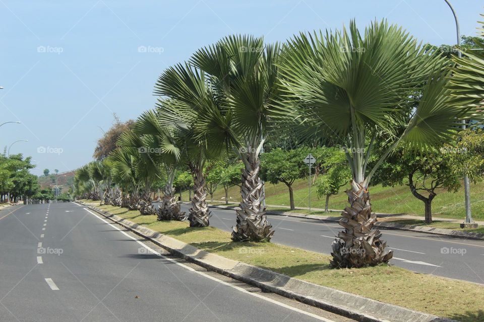 row of trees on the side of the road
