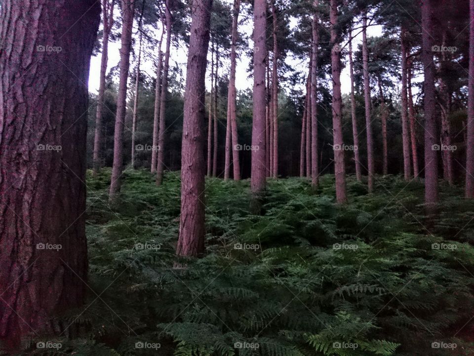 Forest at dusk. pine trees taken at dusk