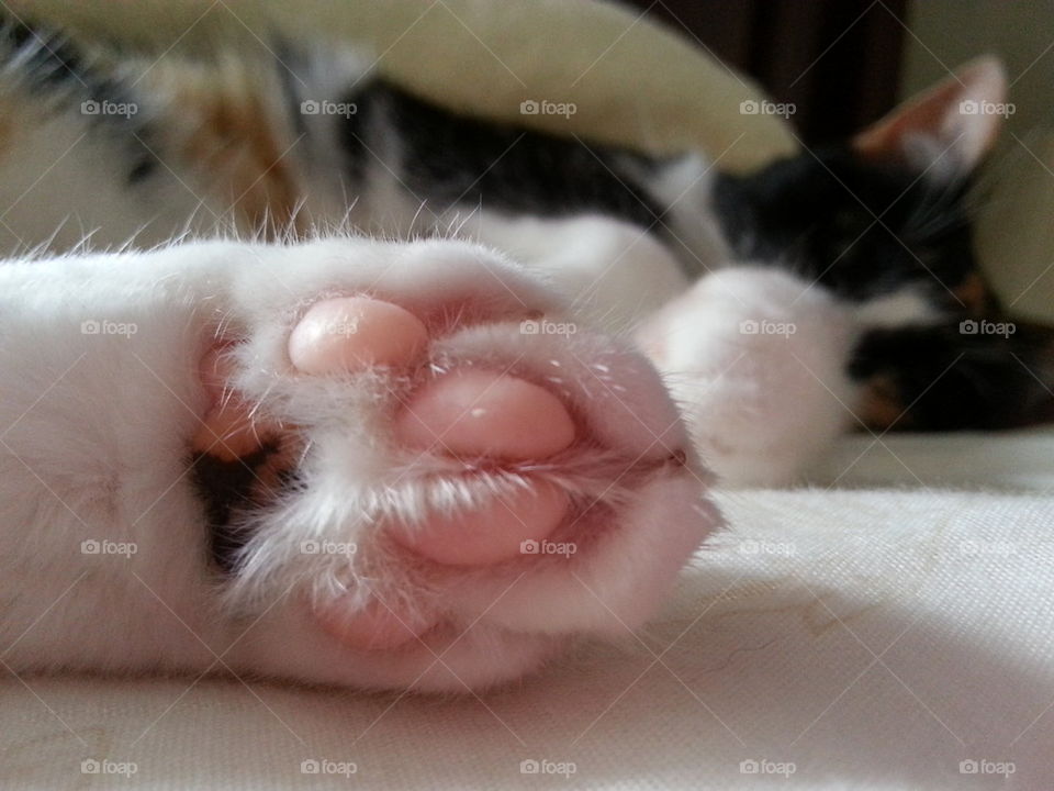 cat foot
