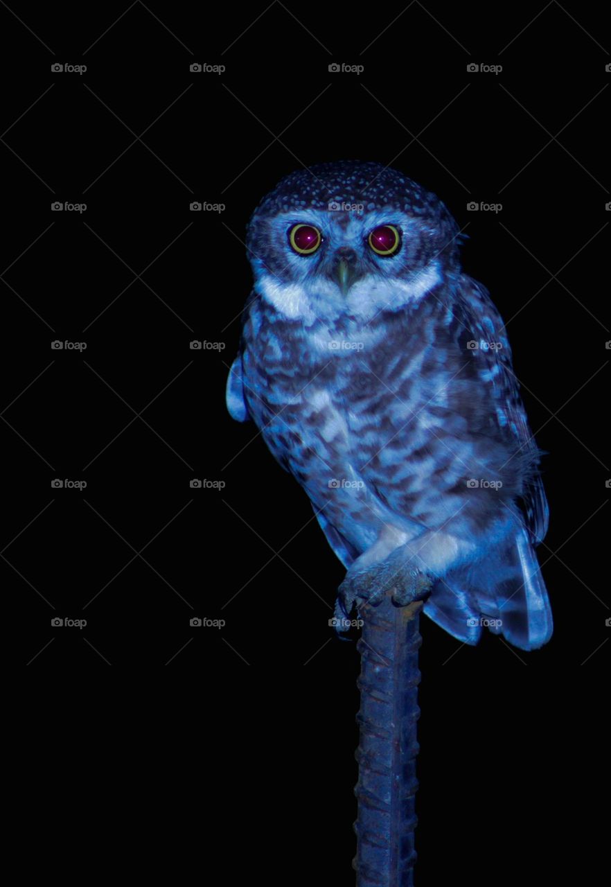 The owl waiting for morning