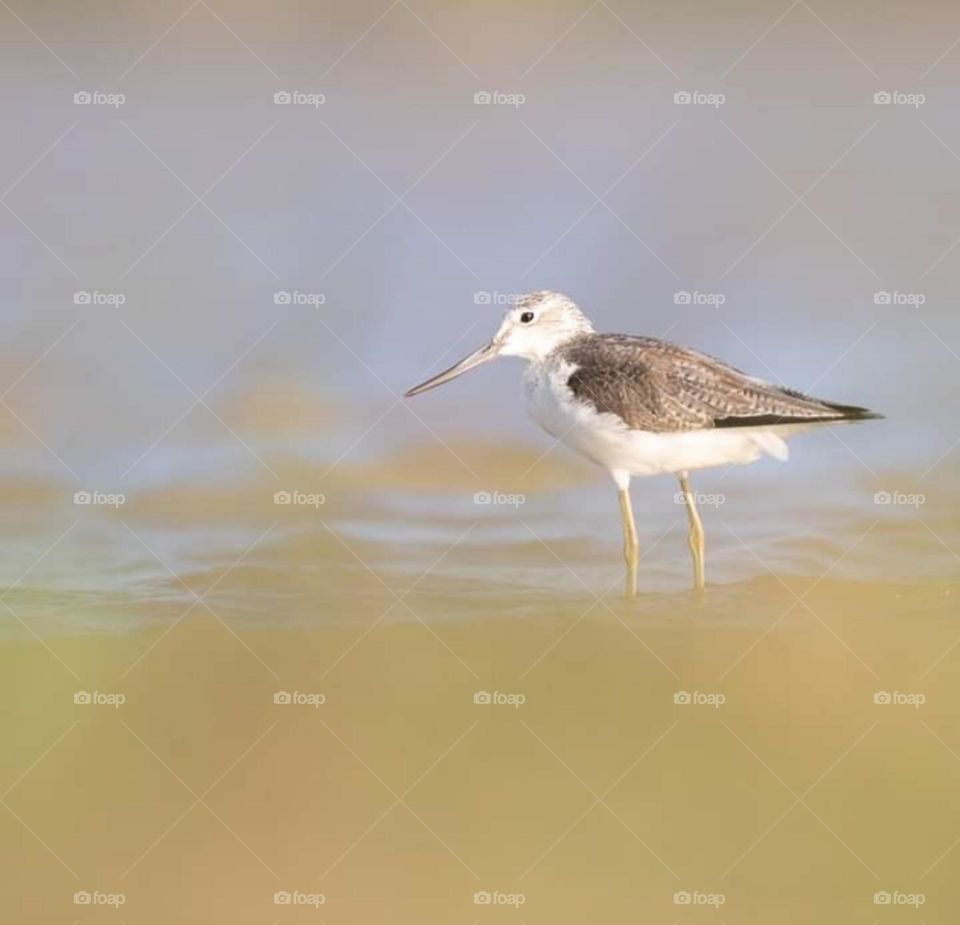closeup picture of a bird