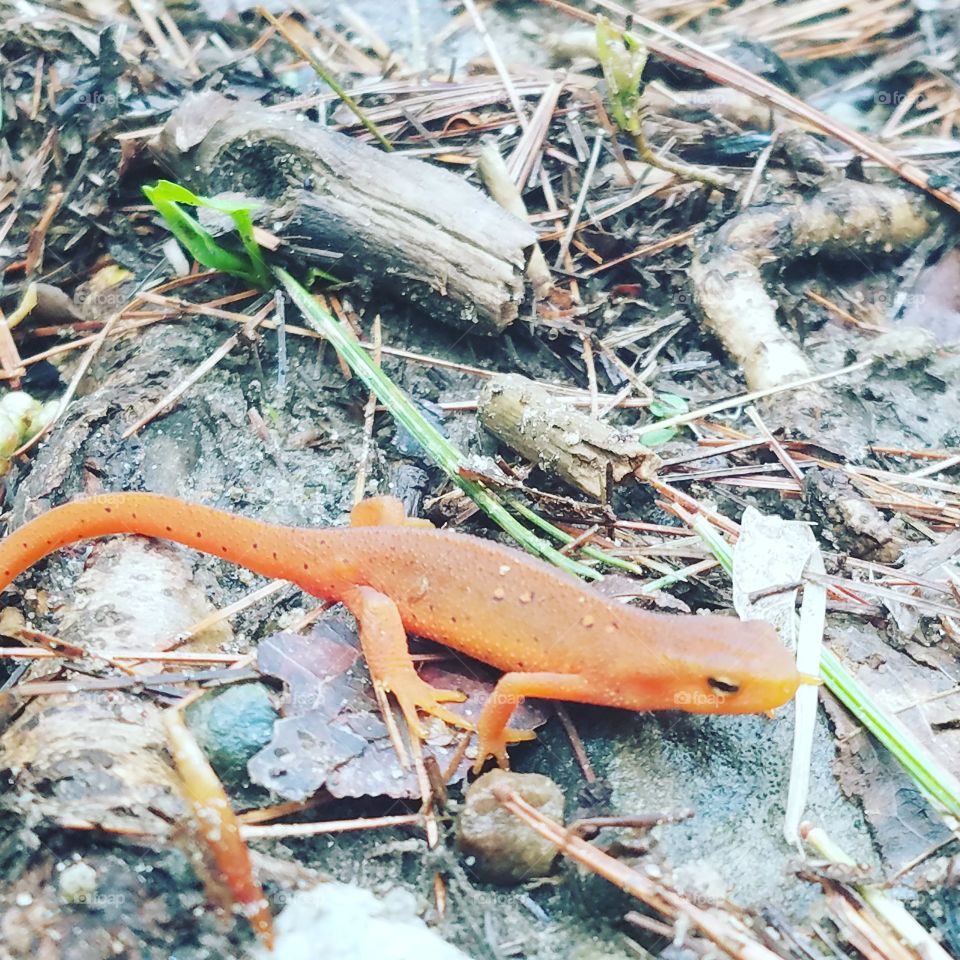 close up of a red eft