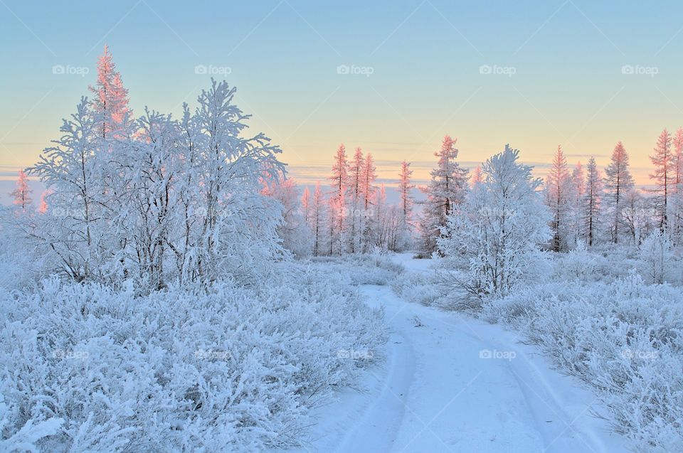 Frosty, north, clean air, cold, skiing, ski trip, winter, skiing, skiing in the forest, Arctic, silence, freshness, skiing, hunter.