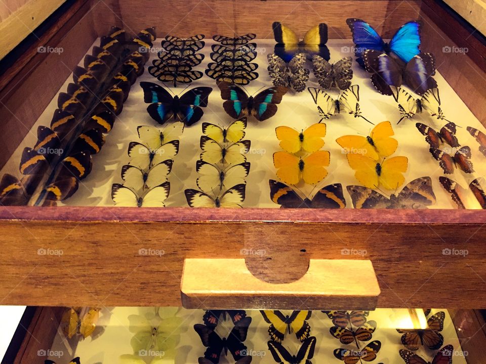 Exposure of rare Brazilian butterflies