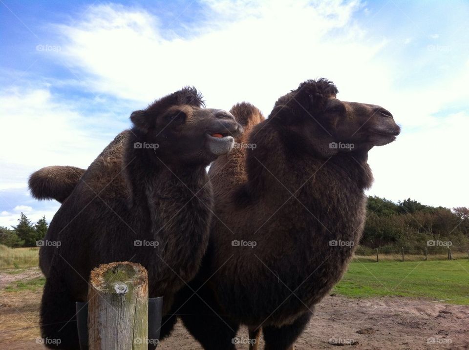 Two camels look in the same direction
