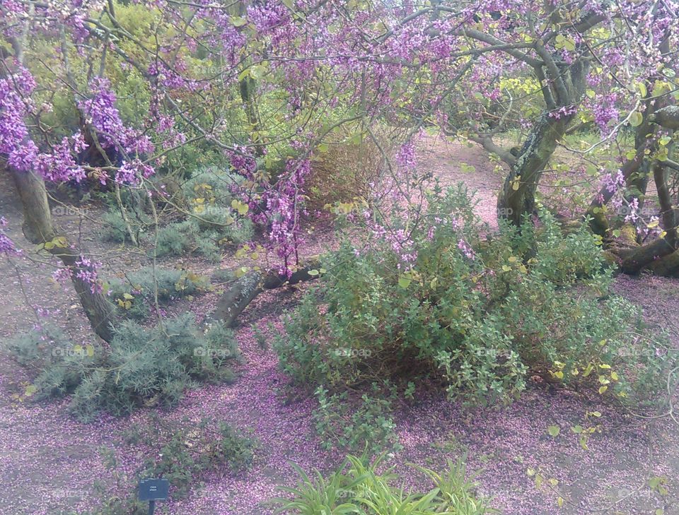 flowers in Kew garden