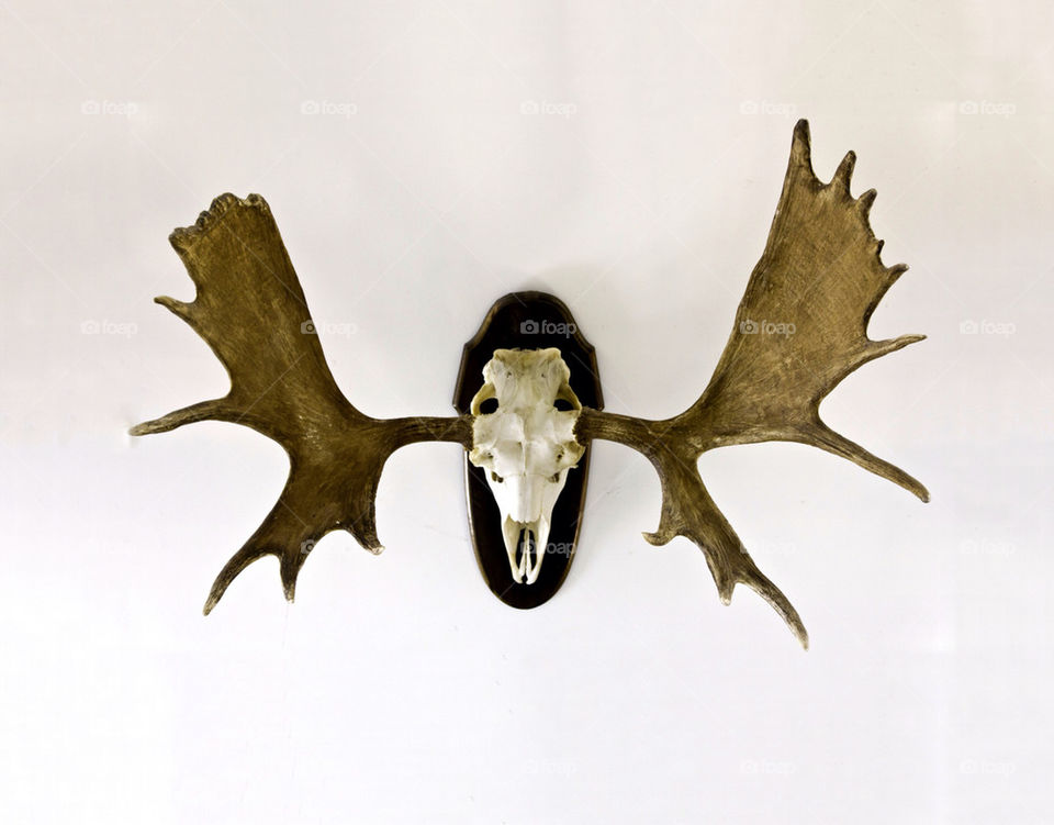 moose antlers southwest by cakepop