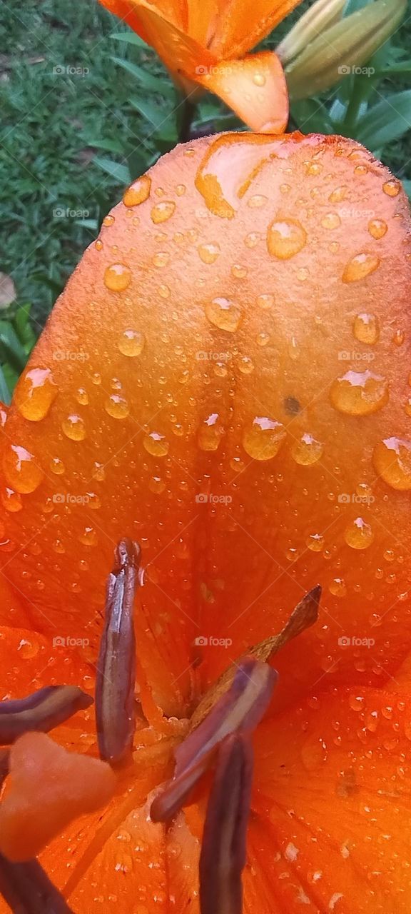lily with drops