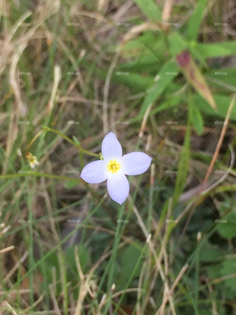 A beautifully strong and all alone Bluet 