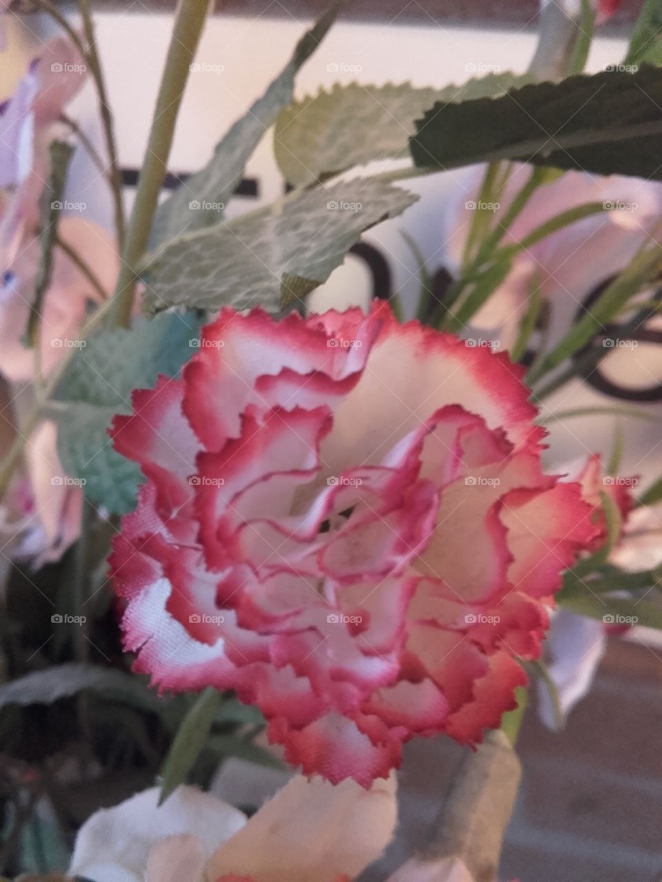 lovely rose