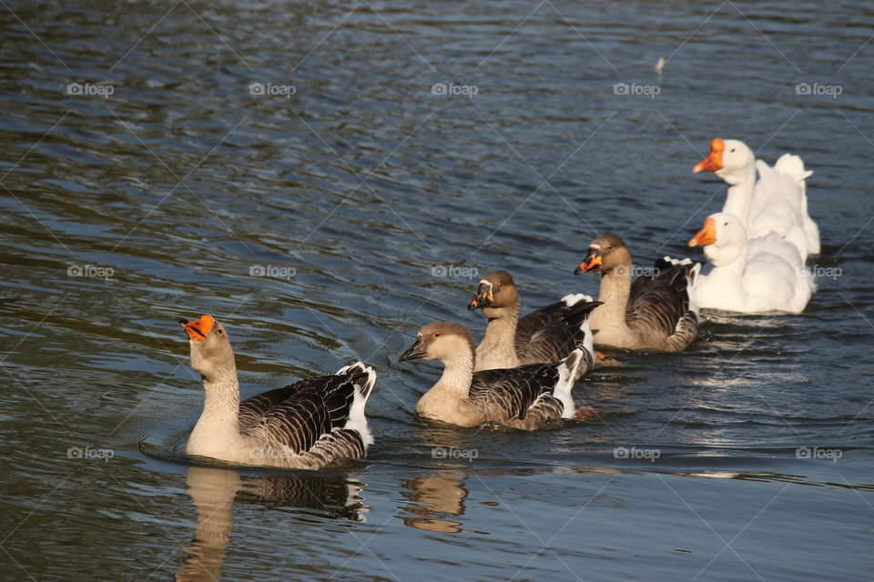 Funny gooses