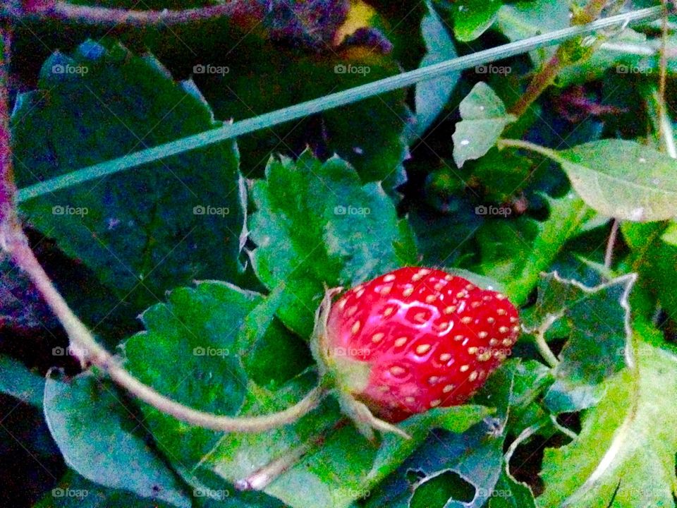 Strawberry..