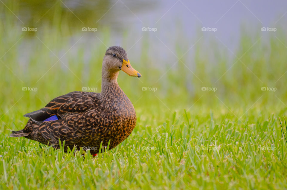 Brown duck standing on green grass