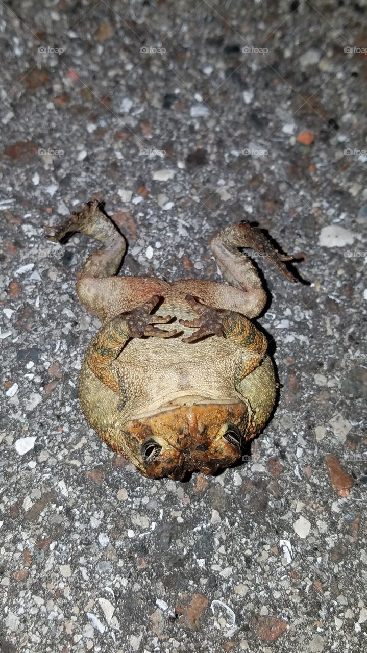 MODERATE SIZED BUFO!
/CANE TOAD IN OUR STREET. YUCK, TOXIC AF 🙊💩