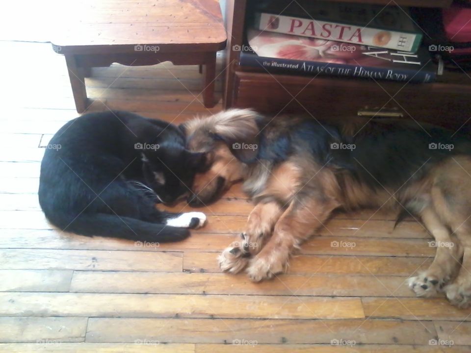 cat and dog napping