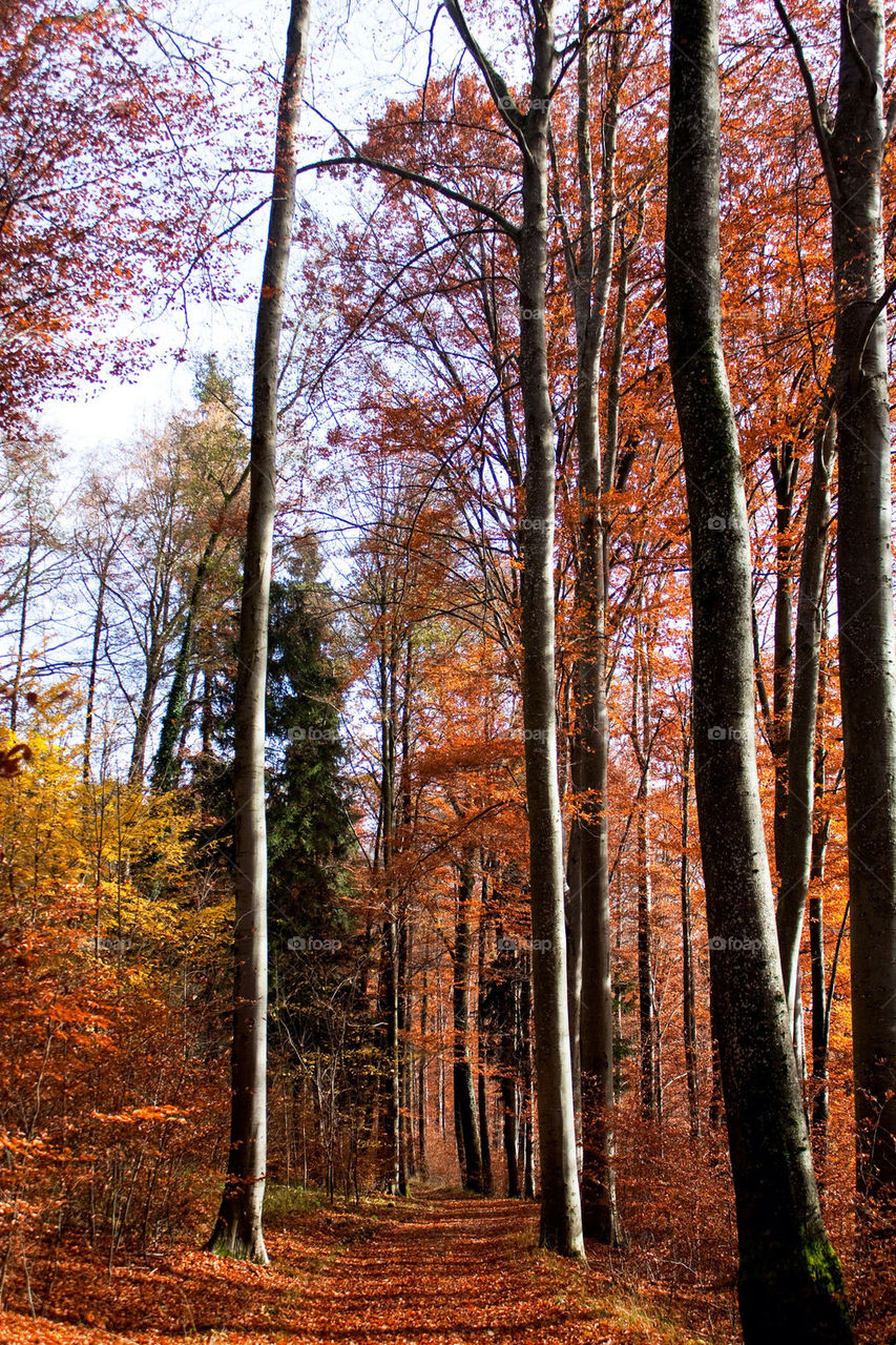 Footpath through forest in Autumn