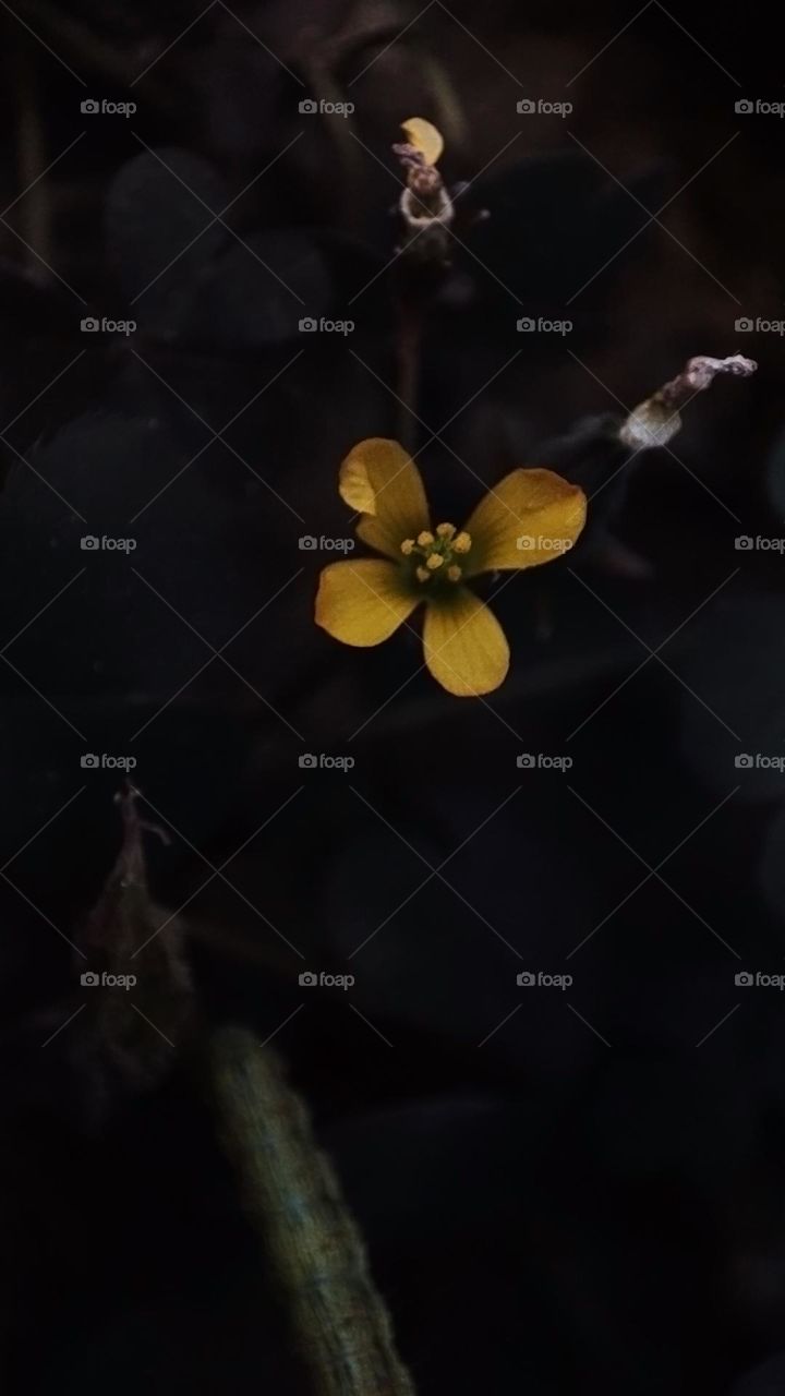 Macro photo of green grass growing in the garden